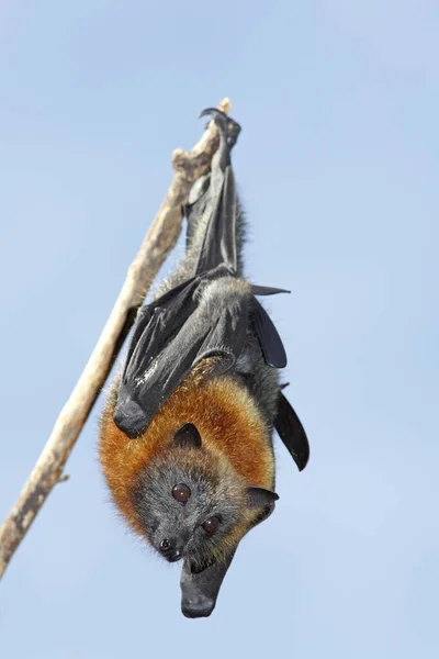 Grey Headed Flying Fox Pteropus Poliocephalus Hanging Branch Blue Sky — Stock Photo, Image