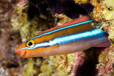 Bluestriped fangblenny, Plagiotremus rhinorhynchos, peering out of a hole in the reef. Uepi, Solomon Islands clipart