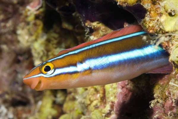 Bluestriped Fangblenny Plagiotremus Rhinorhynchos Starend Uit Een Gat Het Rif Stockfoto