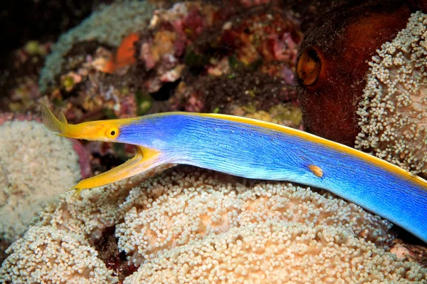 Blue Ribbon Eel Rhinomuraena Quaetta Tulamben Bali Indonesia Мужская Фаза — стоковое фото