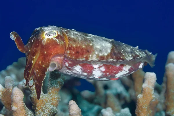 Broadclub Seppie Sepia Latimanus Nuoto Sulla Barriera Corallina Con Sfondo — Foto Stock