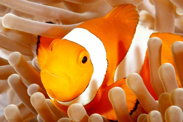 Clown Anemonefish — Stock Photo, Image