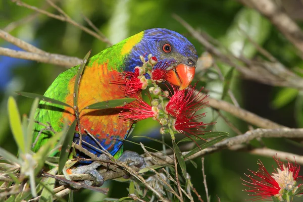 Rainbow Lorikeet — Stock Photo, Image