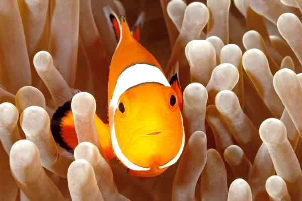 Клоун Anemonefish — стокове фото