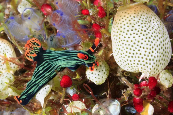 Nudibranch eating Ascidians — Stock Photo, Image