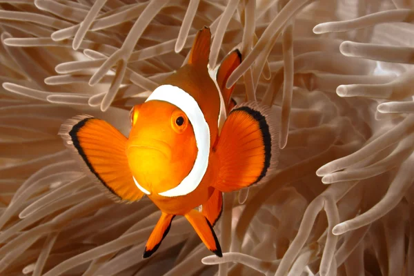 Pajac anemonefish — Zdjęcie stockowe