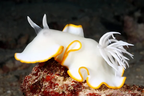 Nudibranch, Ardeadoris egretta — Stock fotografie