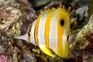 Gaga ağızlı Coralfish
