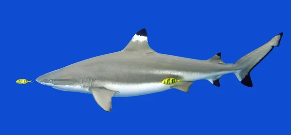 Blacktip Shark Reef z żółty Pilot ryba — Zdjęcie stockowe