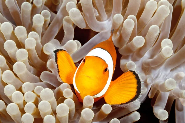 Anemonefish κλόουν — Φωτογραφία Αρχείου