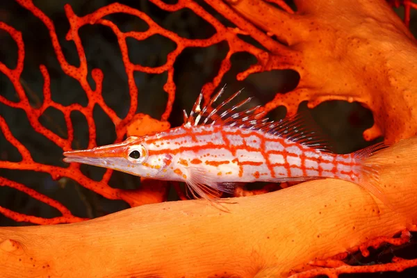 Dlouhé nosem Hawkfish — Stock fotografie