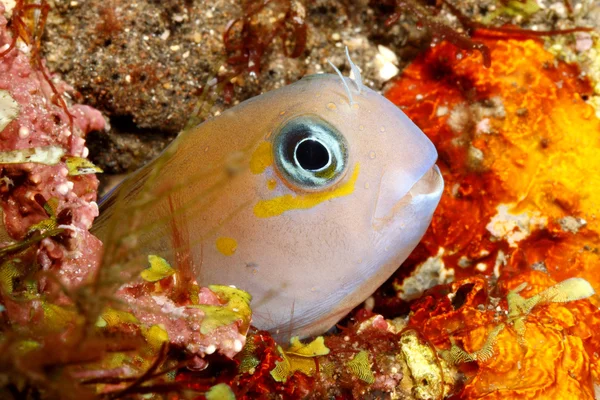 Midas Blenny — Zdjęcie stockowe