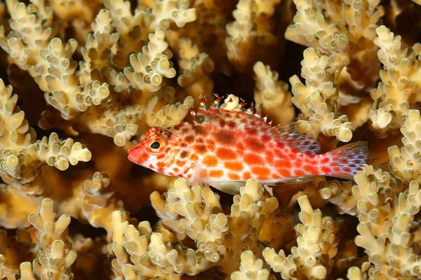珊瑚的 Hawkfish，Cirrhitichthys oxycephalus — 图库照片