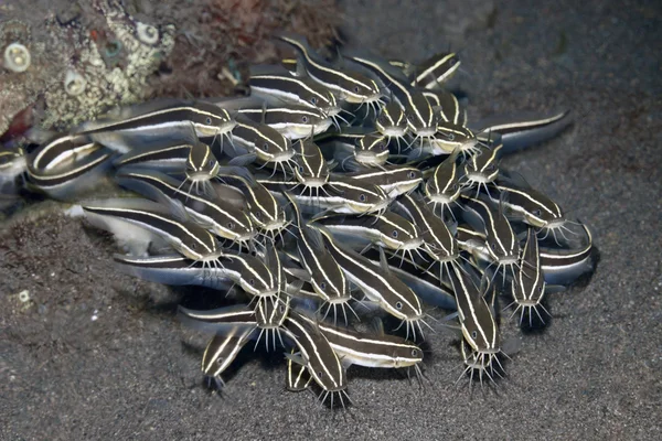 Scuola di pesce gatto a strisce marine — Foto Stock