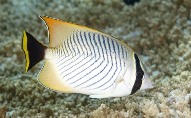 Chevroned Butterflyfish, Chaetodon trifascialis.