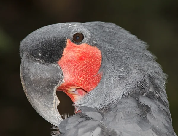 Palm Cockatoo, Probosciger aterrimus — Stock Photo, Image