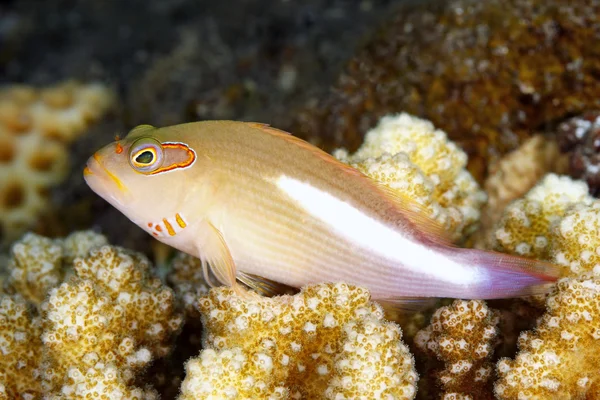 弧眼 Hawkfish，Paracirrihites arcatus — 图库照片