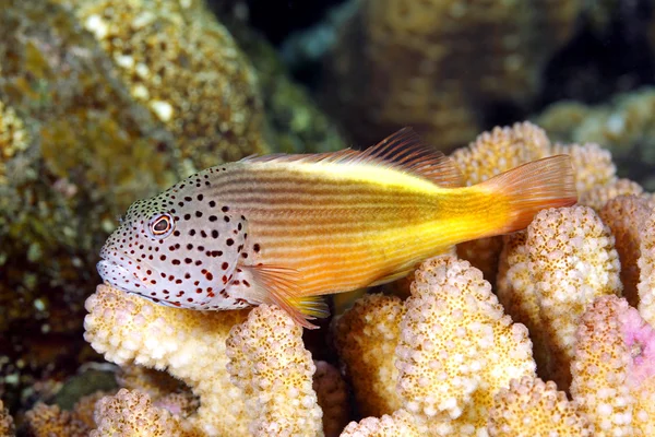 Blackside Hawkfish, Paracirrhites forsteri — Φωτογραφία Αρχείου