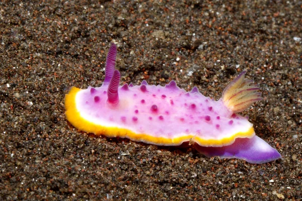 Nudibranch Mexichromis Mariei Tulamben Bali Indonesië Balizee Indische Oceaan — Stockfoto