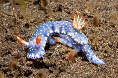 Omurgasızını, Hypselodoris kanga