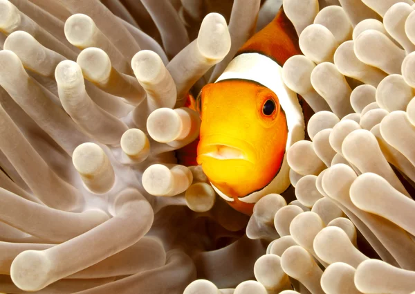 Clown Anemonefish — Stockfoto