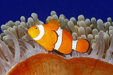 Palyaço anemonefish