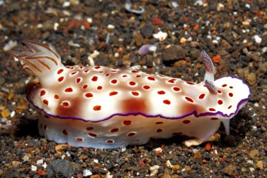 Omurgasızını - Hypselodoris tryoni