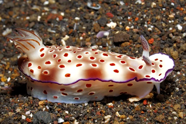 Nudibranch - Hypselodoris tryoni — Stock Photo, Image