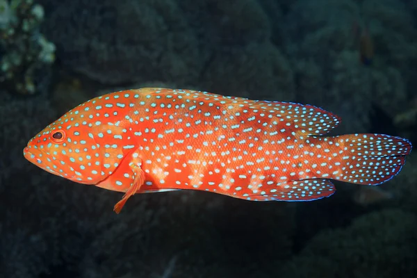 Korall Grouper simma under vattnet — Stockfoto