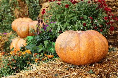 Şükran Günü süsü, sonbahar hasadı. Çiçekler ve samanlarla samanların üzerinde turuncu balkabakları