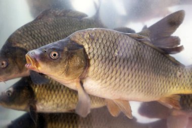Akvaryum suyunda yüzen sazanlar, camdan bakan. Balık yetiştirme, tatlı su sazan balığı (Cyprinus carpio)