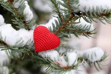 Karla kaplı köknar dallarına kırmızı örülmüş kalp. Noel ve Yeni Yıl kutlamaları için arka plan, aşk kartı, Sevgililer Günü veya kış havası