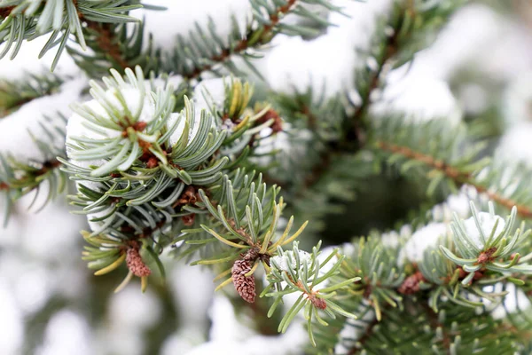 Karla Kaplı Iğneli Ladin Dalları Noel Yeni Yıl Için Kışın — Stok fotoğraf