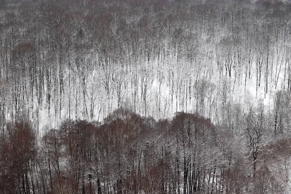 Bosque Invierno Vista Los Árboles Cubiertos Nieve Naturaleza Después Las — Foto de Stock