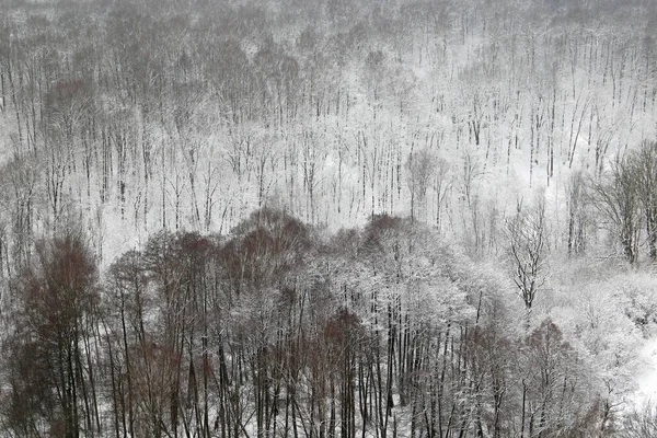 Bosque Invierno Árboles Cubiertos Nieve Vista Pintoresca Naturaleza Después Las — Foto de Stock