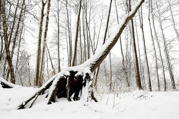 Bosque Invierno Árbol Caído Cubierto Nieve Con Grandes Raíces Naturaleza — Foto de Stock