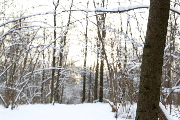 Téli Erdő Hóval Borított Fák Napfényben Természet Hóesés Után Hideg — Stock Fotó