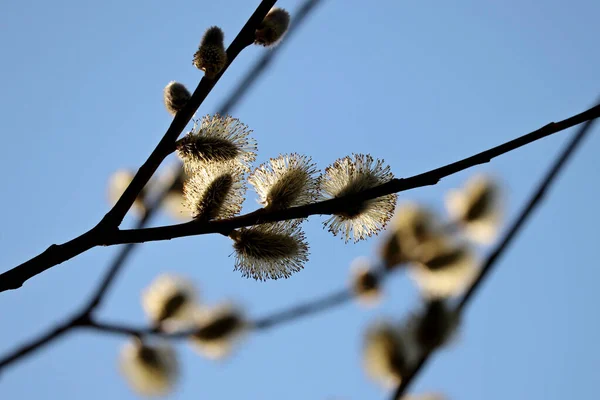 Pussy Willow Silhouette Branch Blooming Verba Spring Forest Blue Sky —  Fotos de Stock