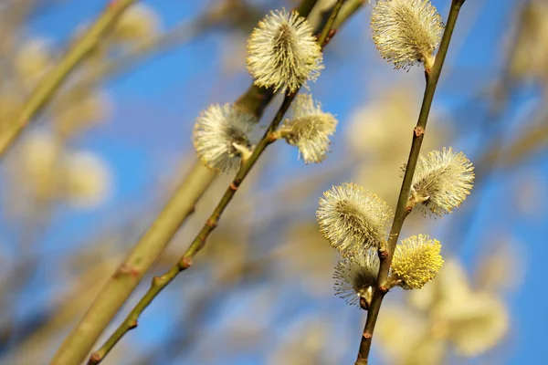 Pussy Willow Branch Yellow Blooming Verba Spring Forest Blue Sky —  Fotos de Stock