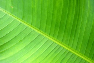 Palmiye yaprağı dokusu. Doğal desenli yeşil tropikal bitki arka planı