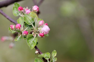 Elma çiçeği, pembe tomurcukları ve çiçekleri olan bahar dalı. Arkaplanda elma ağacı bulanık arkaplan, yumuşak renkler