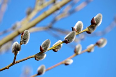Pussy willow on the branch, blooming verba in spring forest on blue sky background. Palm Sunday symbol, catkins in sunny day