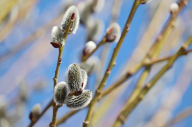 Pussy willow on the branch, blooming verba in spring forest on blue sky background. Palm Sunday symbol, catkins in sunny day