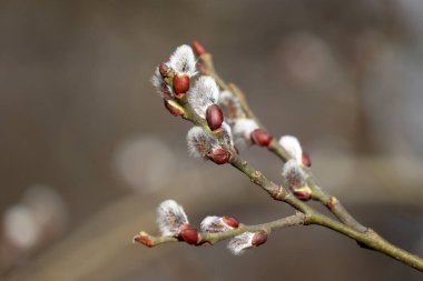 Pussy willow flowers on the branch, blooming verba in spring forest. Palm Sunday symbol, catkins for Easter background