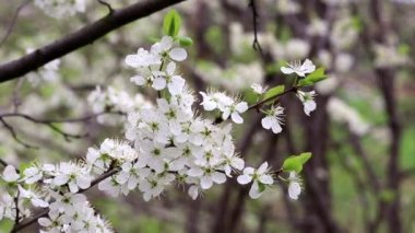 Bahar bahçesinde kiraz çiçeği. Rüzgardaki bir dalda beyaz çiçekler