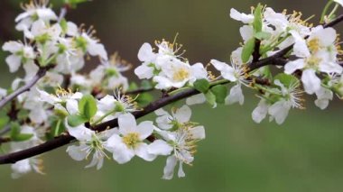 Yağmurdan sonra bahar bahçesinde kiraz çiçeği. Daldaki beyaz çiçekler, doğanın tazeliği.