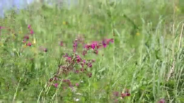 Las Flores Silvestres Hierba Verde Balancean Doblan Sobre Viento Colorido — Vídeos de Stock