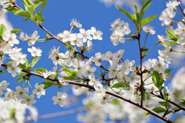 Mavi gökyüzü arka planında ilkbaharda kiraz çiçeği açar. Güneşli bir günde beyaz sakura çiçekleri
