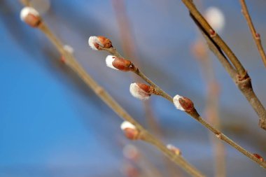 Pussy willow flowers on the branch on blue sky background, blooming verba in spring forest. Palm Sunday symbol, catkins for Easter background