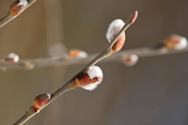 Pussy willow flowers on the branch on blurred background, blooming verba in spring forest. Palm Sunday symbol, catkins for Easter background